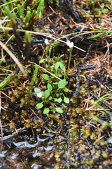 Cardamine bellidifolia