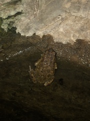 Sclerophrys gutturalis