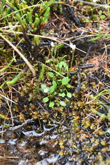 Cardamine bellidifolia