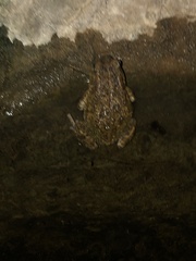 Sclerophrys gutturalis