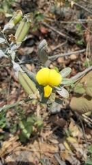Genista monspessulana