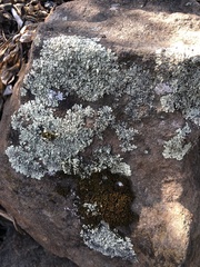 Flavoparmelia baltimorensis