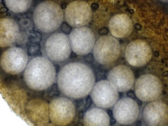 Hypomyces tremellicola