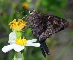 Thorybes dorantes santiago