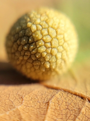 Acraspis quercushirta