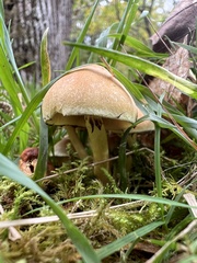 Gymnopilus penetrans