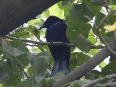 Dicrurus hottentottus