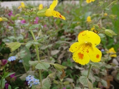 Erythranthe × robertsii