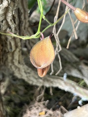 Aristolochia maxima