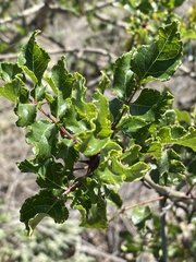 Zanthoxylum hirsutum