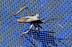 Acanthocephala alata