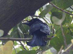 Dicrurus hottentottus