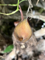 Aristolochia maxima