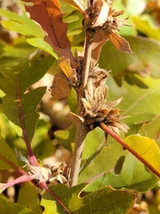 Andricus quercusfrondosus