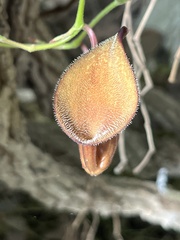 Aristolochia maxima