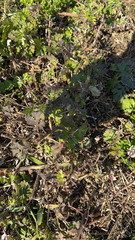 Geranium carolinianum