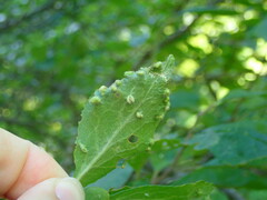 Eriophyes similis
