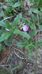 Ajuga iva