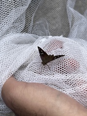 Polygonus leo arizonensis