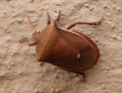Basicryptus costalis