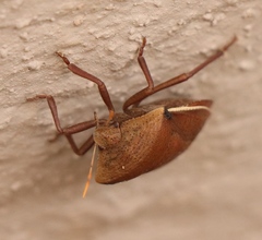 Basicryptus costalis