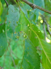 Eriophyes similis