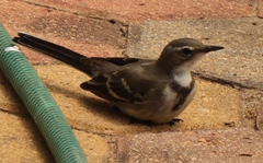 Motacilla capensis capensis