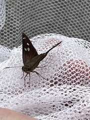 Polygonus leo arizonensis