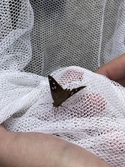 Polygonus leo arizonensis