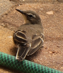 Motacilla capensis capensis
