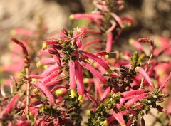 Erica densifolia