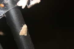 Ipimorpha pleonectusa