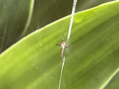 Argiope