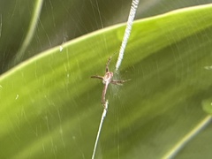 Argiope
