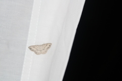 Cyclophora pendulinaria