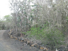 Opuntia galapageia