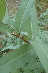 Salix triandra