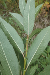 Salix triandra