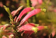 Erica densifolia