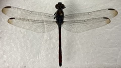 Lathrecista asiatica