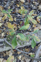Berberis vulgaris