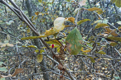 Berberis vulgaris