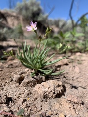 Phemeranthus confertiflorus
