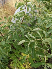 Sambucus cerulea