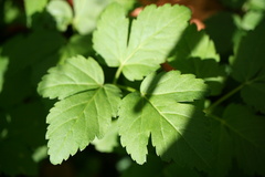 Aegopodium