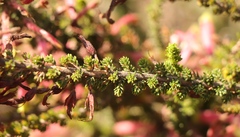 Erica densifolia