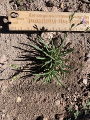 Phemeranthus confertiflorus