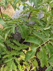 Sambucus cerulea
