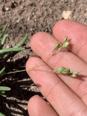 Phemeranthus confertiflorus