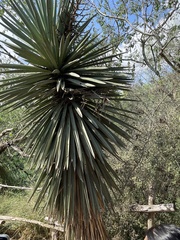 Yucca treculiana
